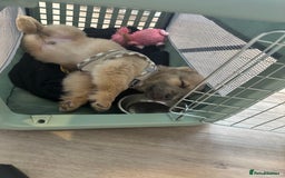 Mixed Breed dogs for stud: Chow Chow x dachshund stud  - Image 7