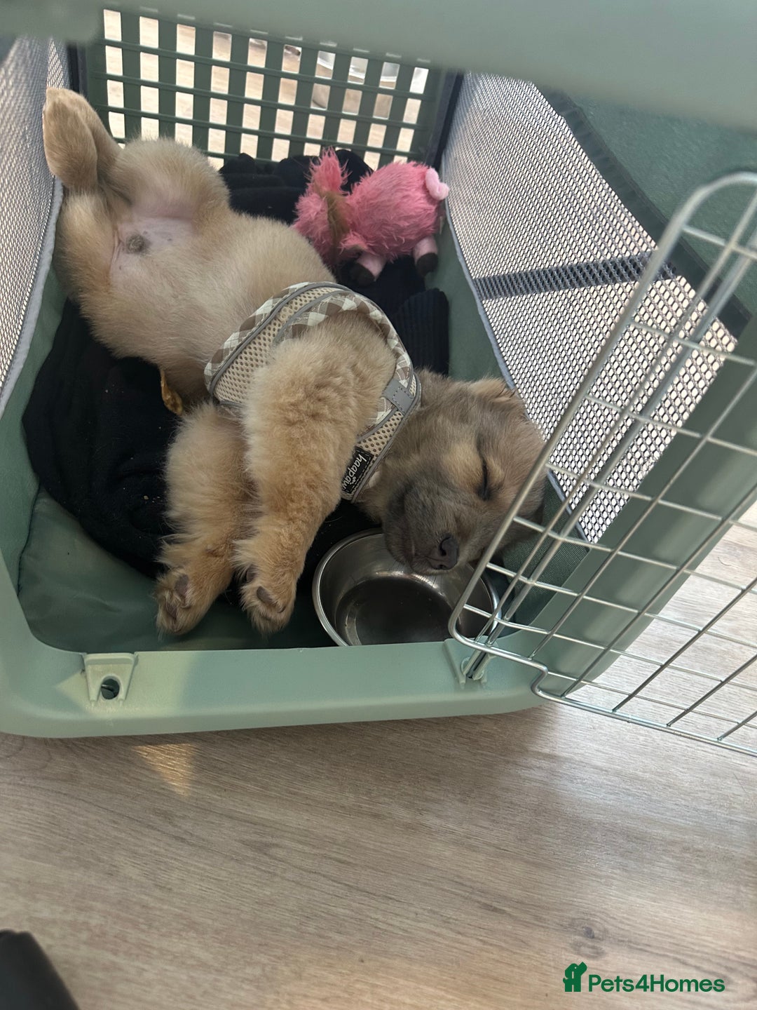 Mixed Breed dogs for stud: Chow Chow x dachshund stud  - Image 7