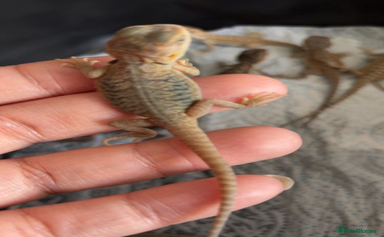 Bearded Dragon reptiles - Advert 2