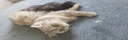 Persian cats for sale: Persian kittens  in Newcastle upon Tyne - Advert 1