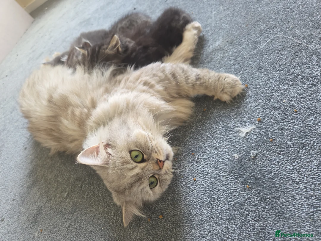Persian cats for sale: Persian kittens  in Newcastle upon Tyne - Advert 1