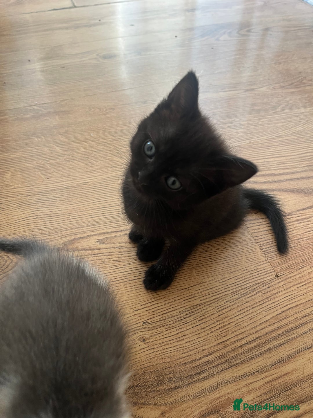 Ragdoll cats for sale: Ragdoll x tabby kittens - Image 16