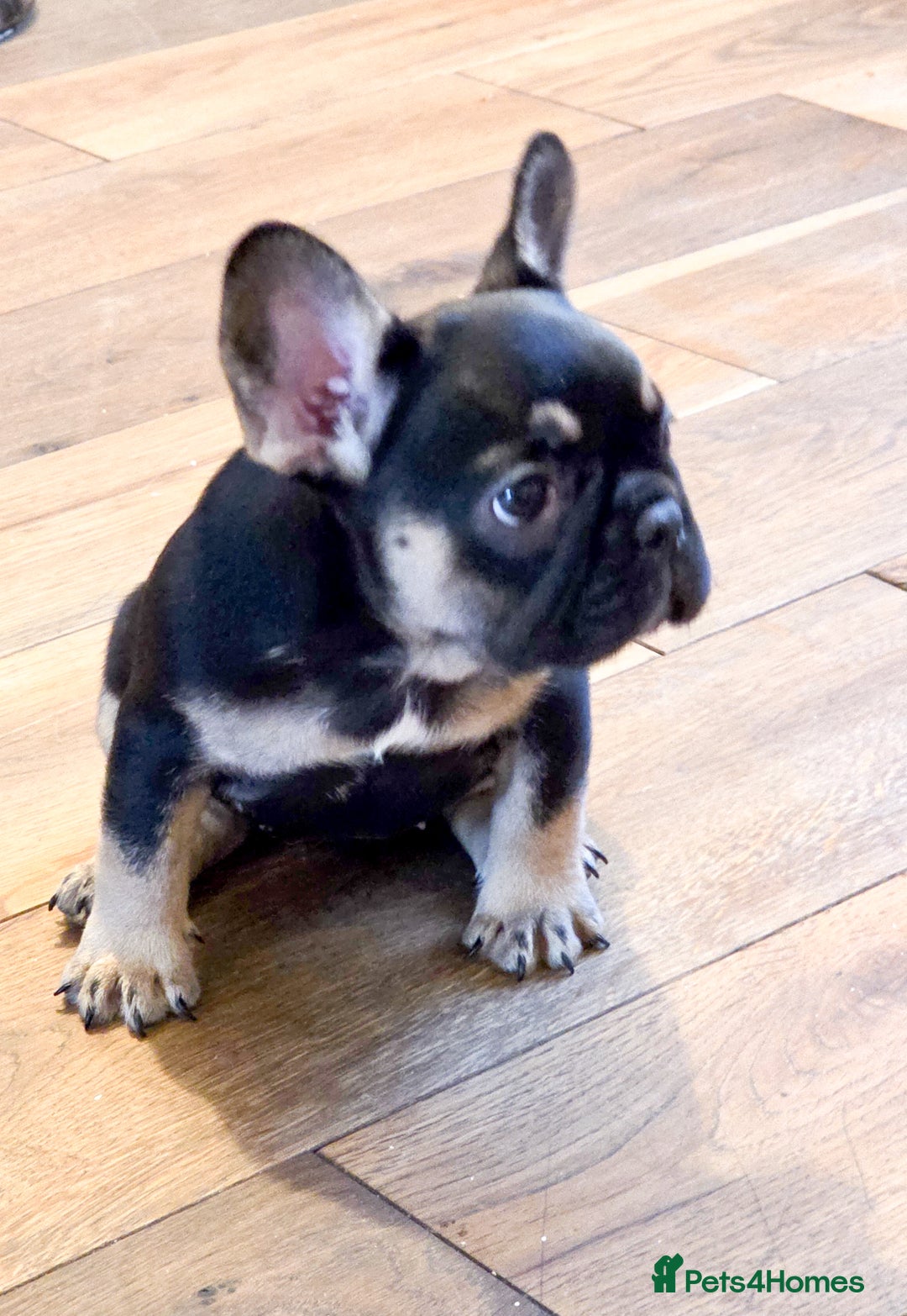 French Bulldog dogs for sale: 🐾 Exceptional French Bulldog Puppies Available 🐾 - Advert 1