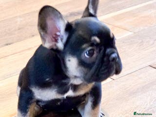 French Bulldog dogs 🐾 Exceptional French Bulldog Puppies Available 🐾 - Advert 8