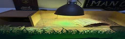 Tortoise reptiles for sale: Tortoise and set up for sale  in Manchester - Advert 1