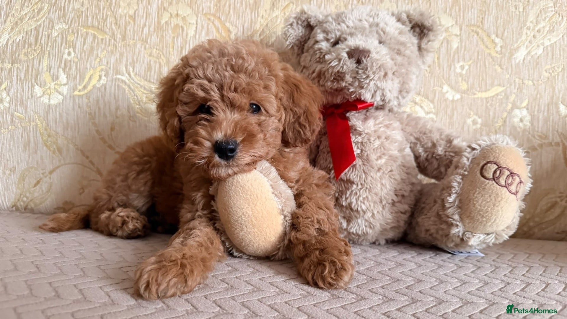 Cockapoo dogs F1BB Cockapoo girl – 2nd Vaccine & Microchipped - Advert 2