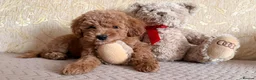 Cockapoo dogs for sale: F1BB Cockapoo girl – 2nd Vaccine & Microchipped - Advert 1