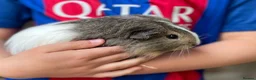 Guinea Pig rodents for sale: 10 week old male guinea pigs in Torrington - Advert 11