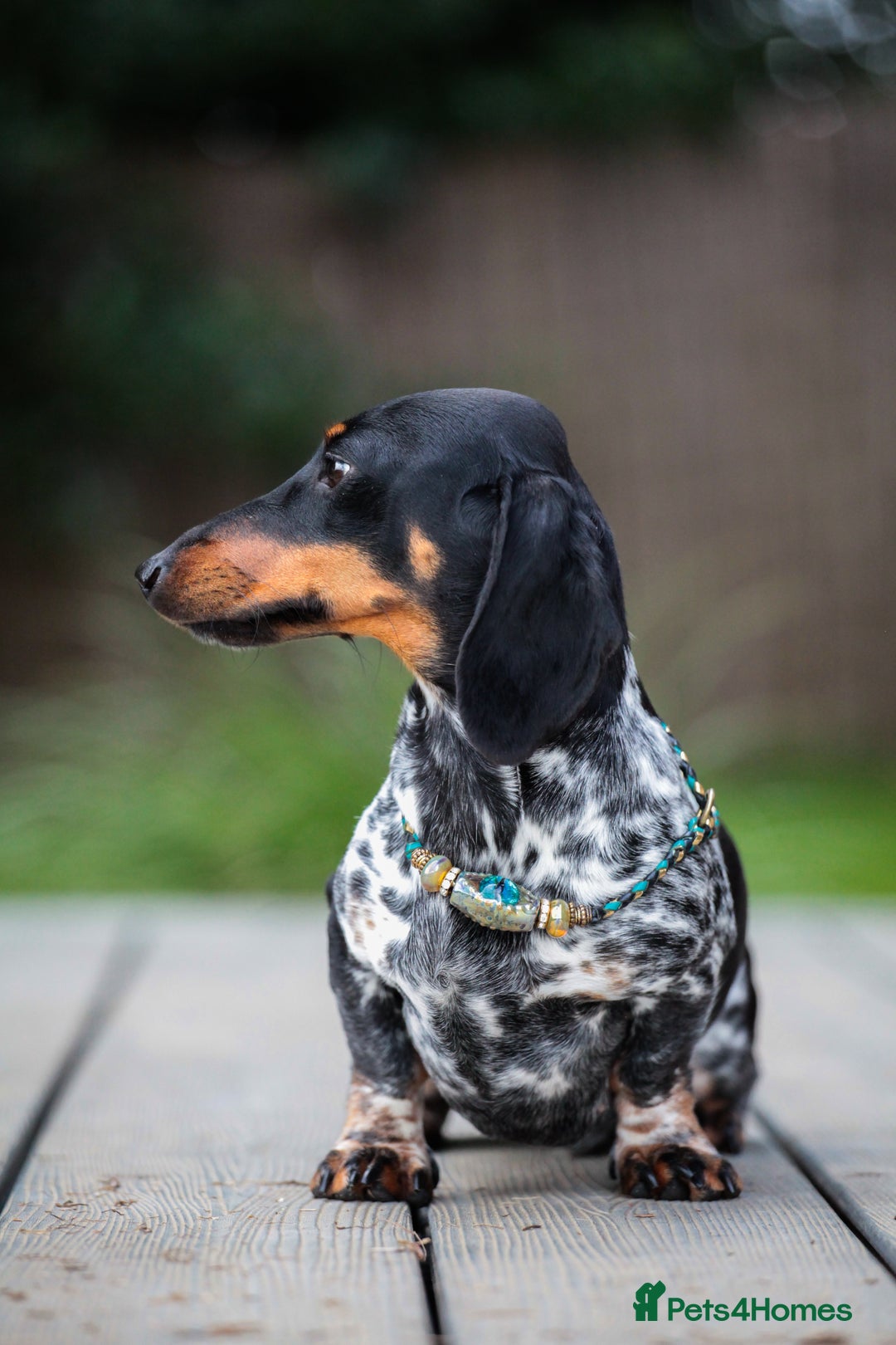 Miniature Dachshund dogs for sale: RUSSIAN PEDIGREE PIEBALD MINIATURE DACHSHUNDS - Advert 5