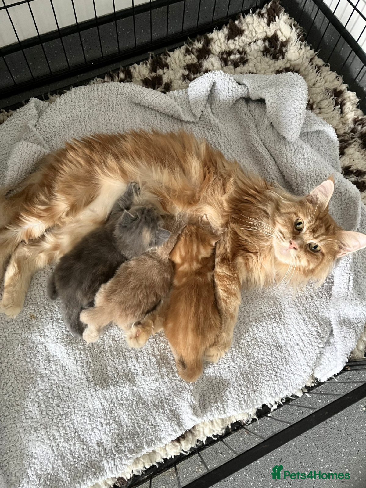 Maine Coon cats Maine Coon X BSH Kittens - Advert 6