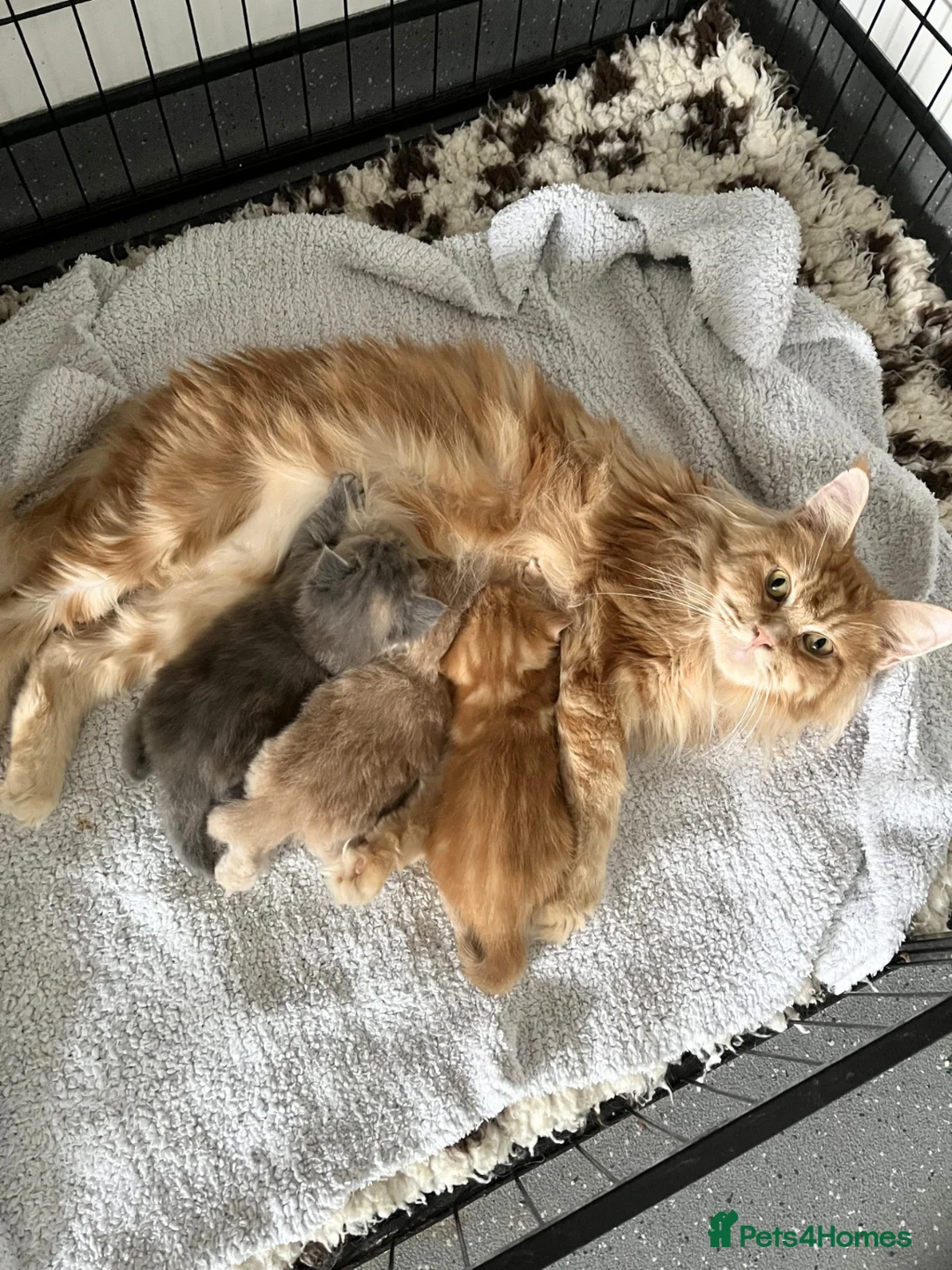Maine Coon cats for sale: Maine Coon X BSH Kittens - Advert 2