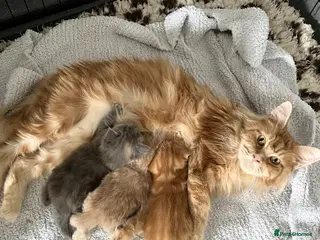 Maine Coon cats Maine Coon X BSH Kittens - Advert 6