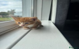 Mixed Breed cats for sale: Mixed kittens for sale - Image 23