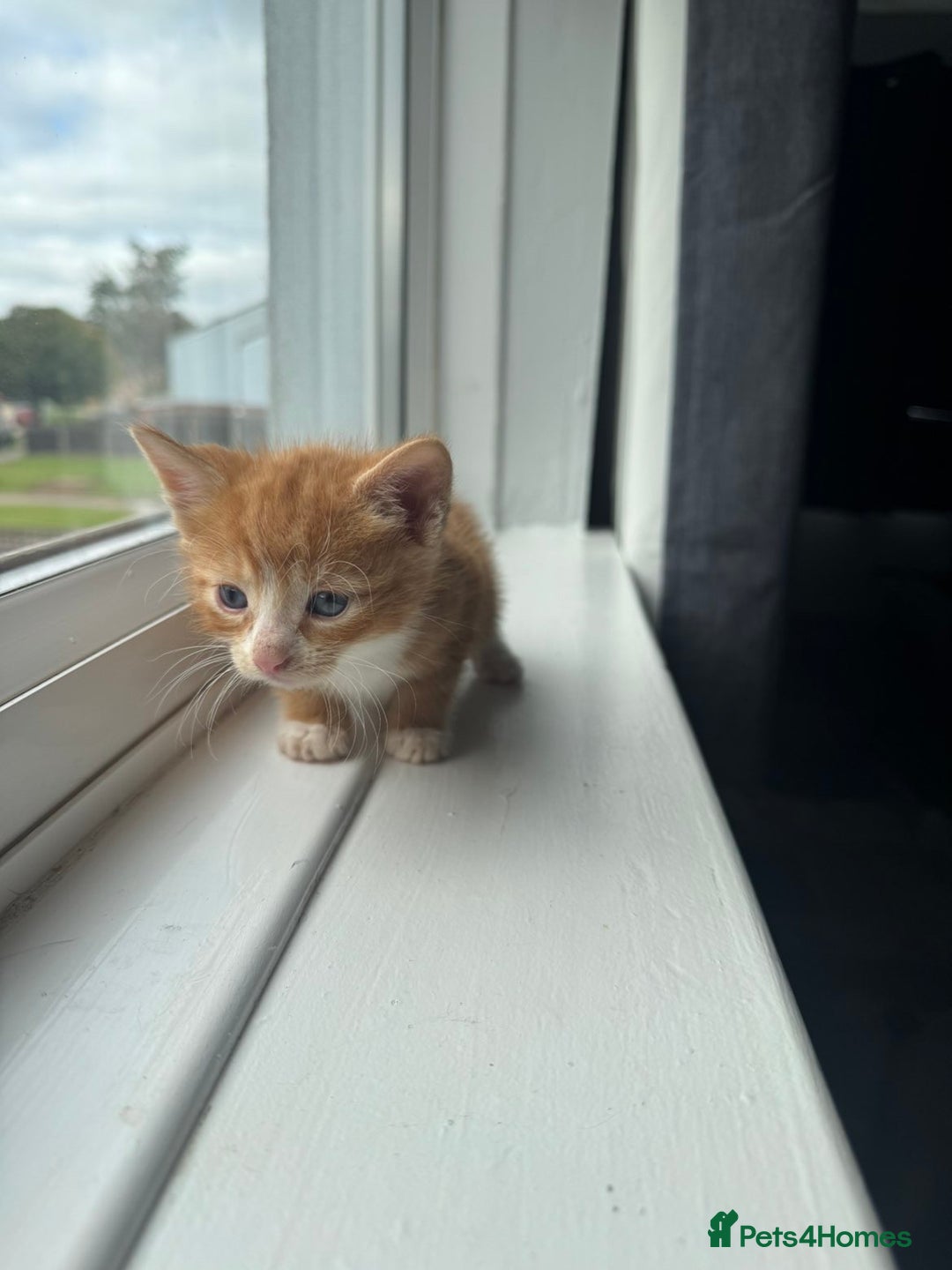 Mixed Breed cats for sale: Mixed kittens for sale - Image 23