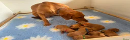 Labrador Retriever dogs for sale: Dark Fox Red Labs, Bred by a Vet - Advert 3