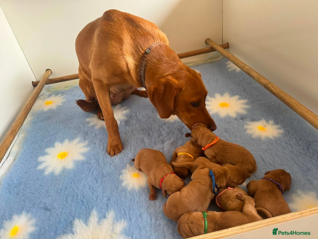 Labrador Retriever dogs for sale: Dark Fox Red Labs, Bred by a Vet - Advert 3