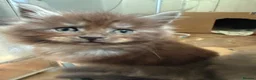 Maine Coon cats for sale: Health tested TICA Maine Coon Kittens  - Advert 10