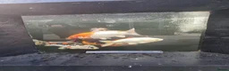 Koi Carp fish for sale: Koi /Orf /Tench- 11 in total in Wellingborough - Advert 4