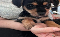 Mixed Breed dogs for sale: 1 beautiful female Jack Russel Cross puppy left  - Image 8