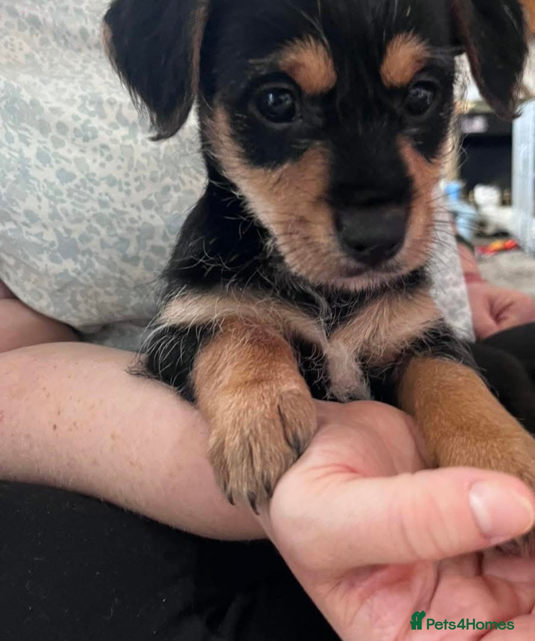 Mixed Breed dogs for sale: 1 beautiful female Jack Russel Cross puppy left  - Image 8
