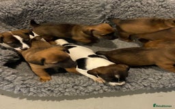 Jack Russell dogs for sale: Stunning Jack Russell Puppies - Advert 9