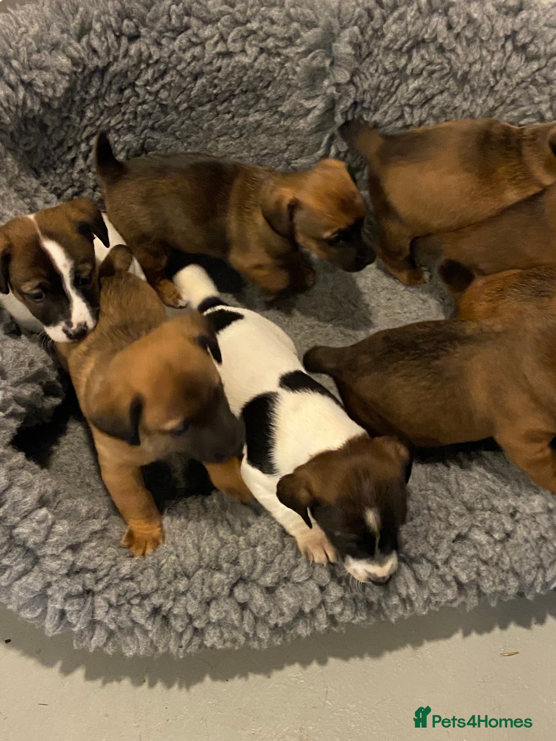 Jack Russell dogs for sale: Stunning Jack Russell Puppies - Advert 9