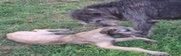 Irish Wolfhound dogs for sale: Beautiful KC Reg. Irish Wolfhound Female Puppy  - Advert 7