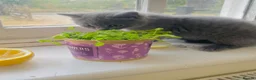 Russian Blue cats for sale: New litter 8wk Russian Blue British Shorthair boys - Advert 14