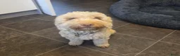 Cockapoo dogs for sale: Beautiful 2-Year-Old Cockapoo 🐾 - Advert 1