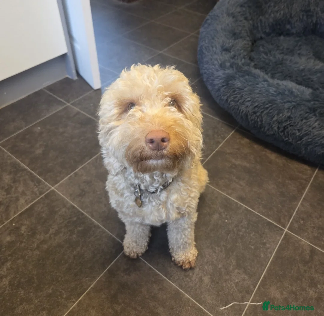 Cockapoo dogs for sale: Beautiful 2-Year-Old Cockapoo 🐾 - Advert 1