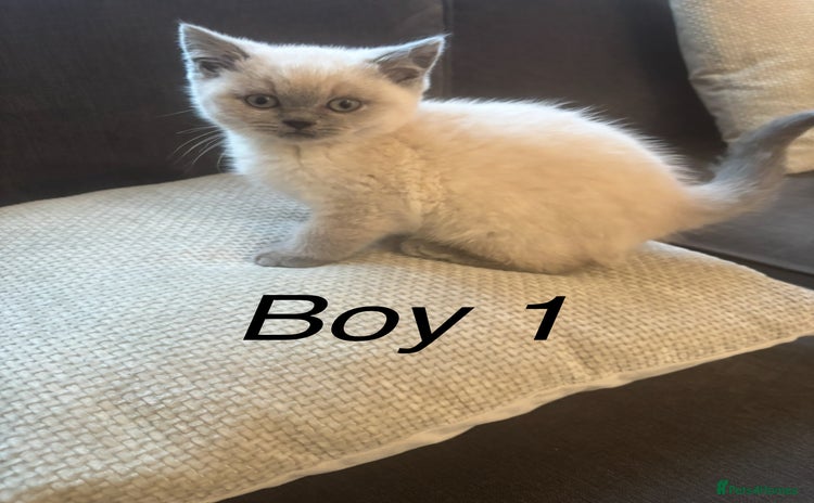 British Shorthair cats - Advert 8