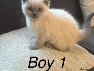 British Shorthair cats - Advert 6