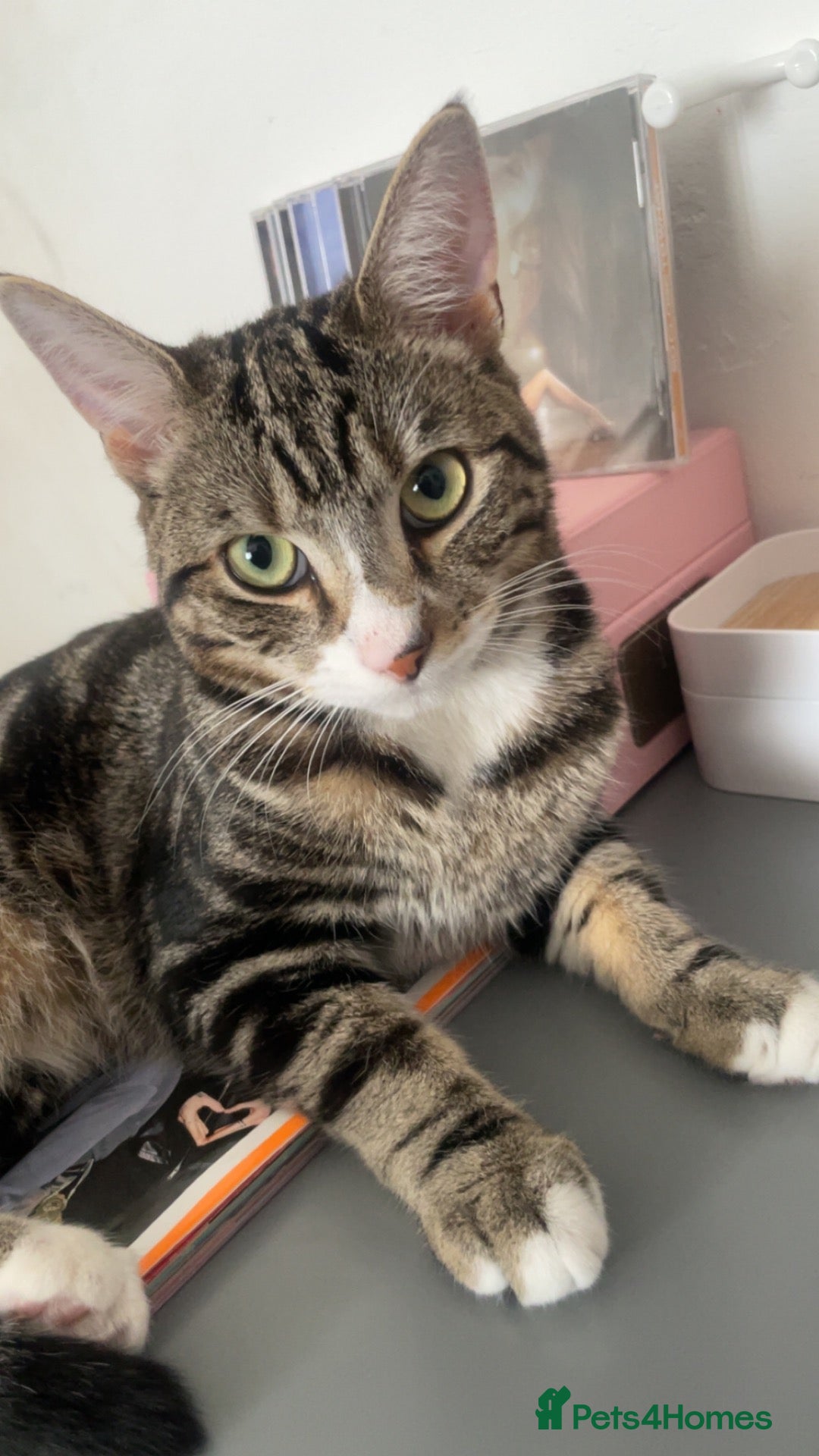 Mixed Breed cats Male Cat - Neymar - Advert 1
