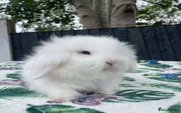 Mini Lion Lop rabbits for sale: Beautiful Teddywidder Boy - Image 4