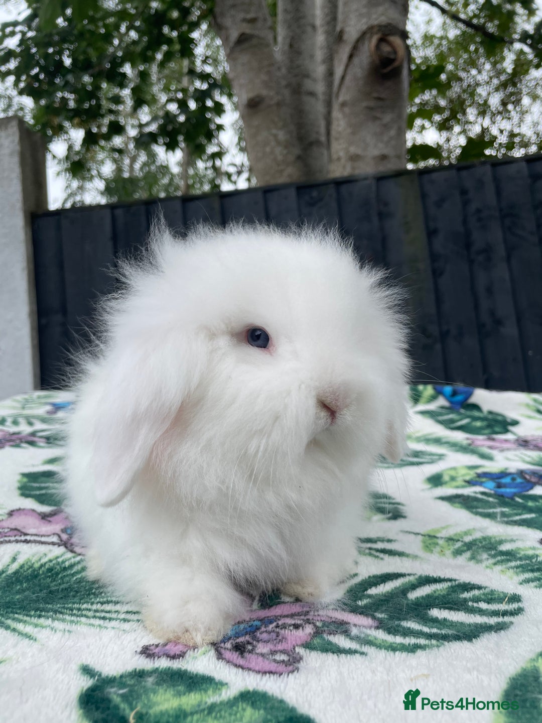 Mini Lion Lop rabbits for sale: Beautiful Teddywidder Boy - Image 4