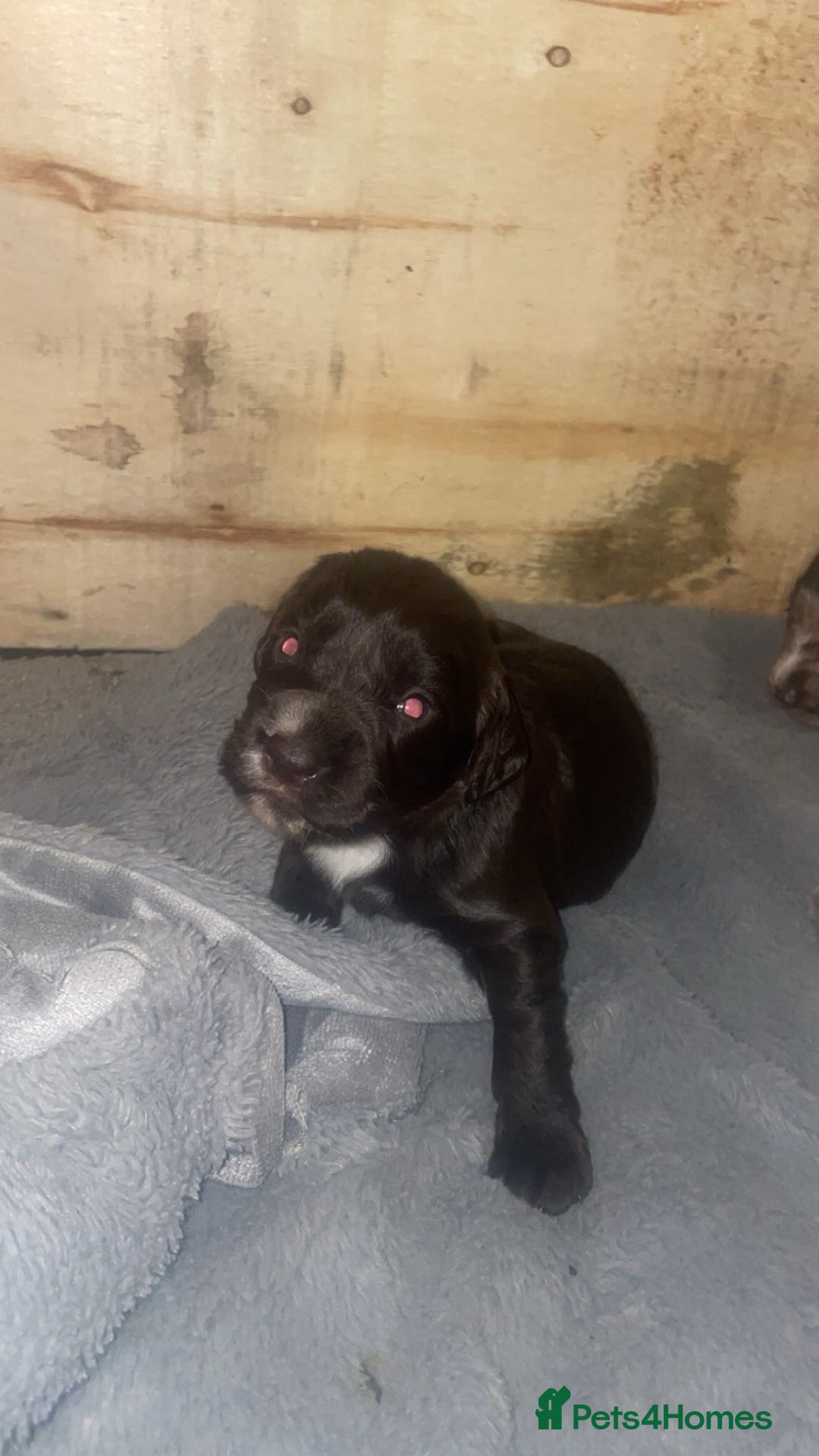 Cocker Spaniel dogs for sale: Beautiful cocker spaniels  - Advert 6