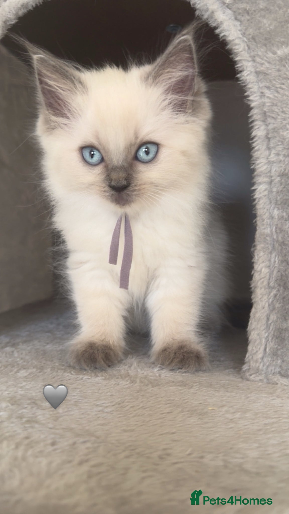 Ragdoll cats GCCF Blue pointed Ragdoll Kittens - Advert 5