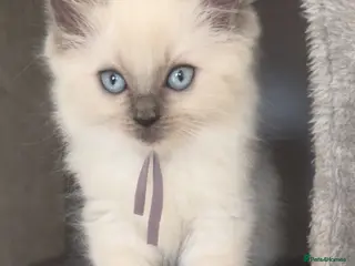 Ragdoll cats GCCF Blue pointed Ragdoll Kittens - Advert 5