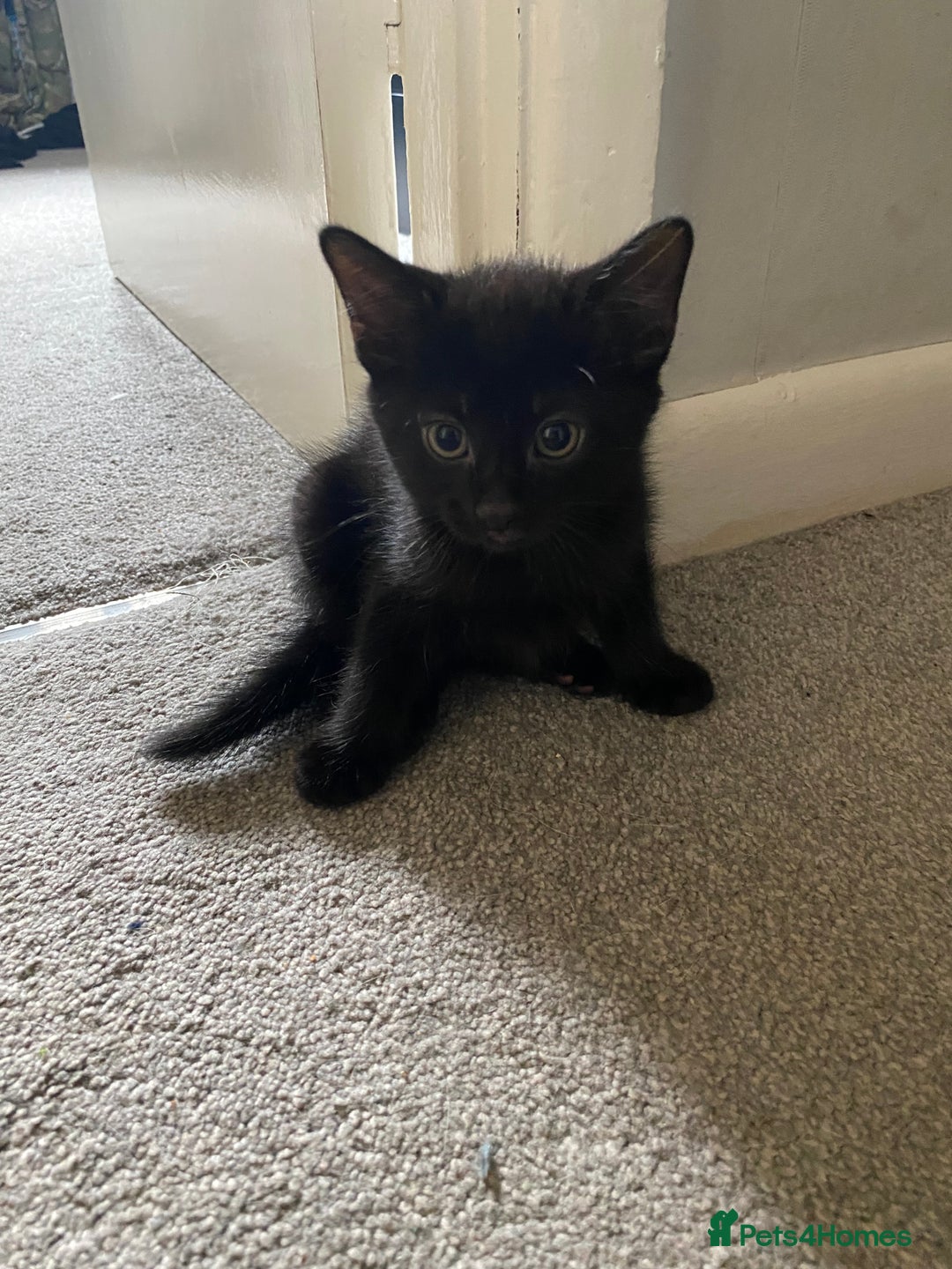 Russian Blue cats for sale: Russian blue cross bengal kittens - Image 2