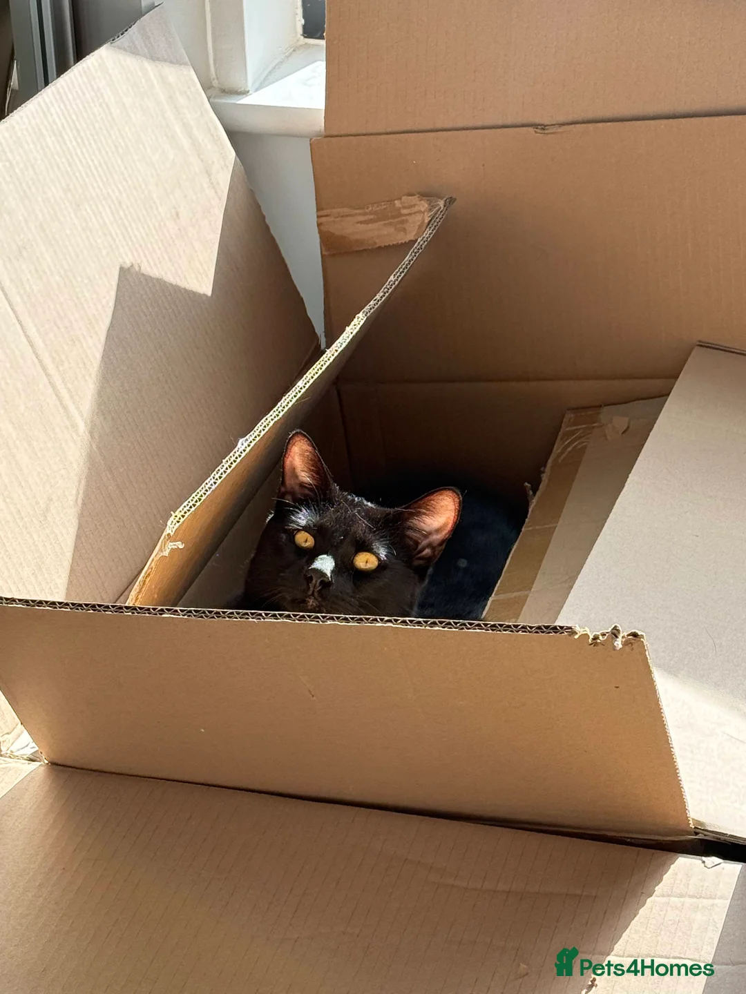 Mixed Breed cats for sale: Energetic Black Cat Looking for Active Loving Home - Advert 12