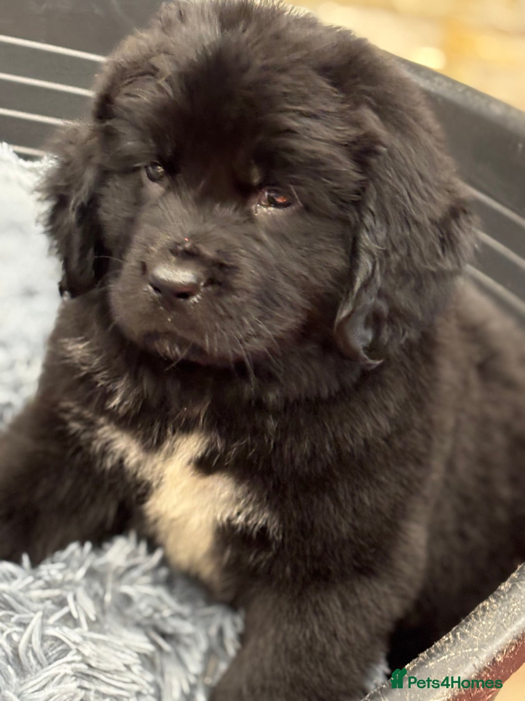 Newfoundland dogs for sale: Newfoundland puppies - Image 22