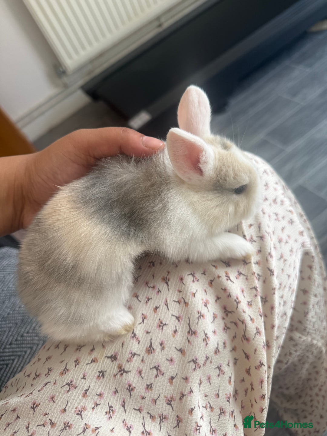 Mixed Breed rabbits for sale: Mixed breed - Image 1