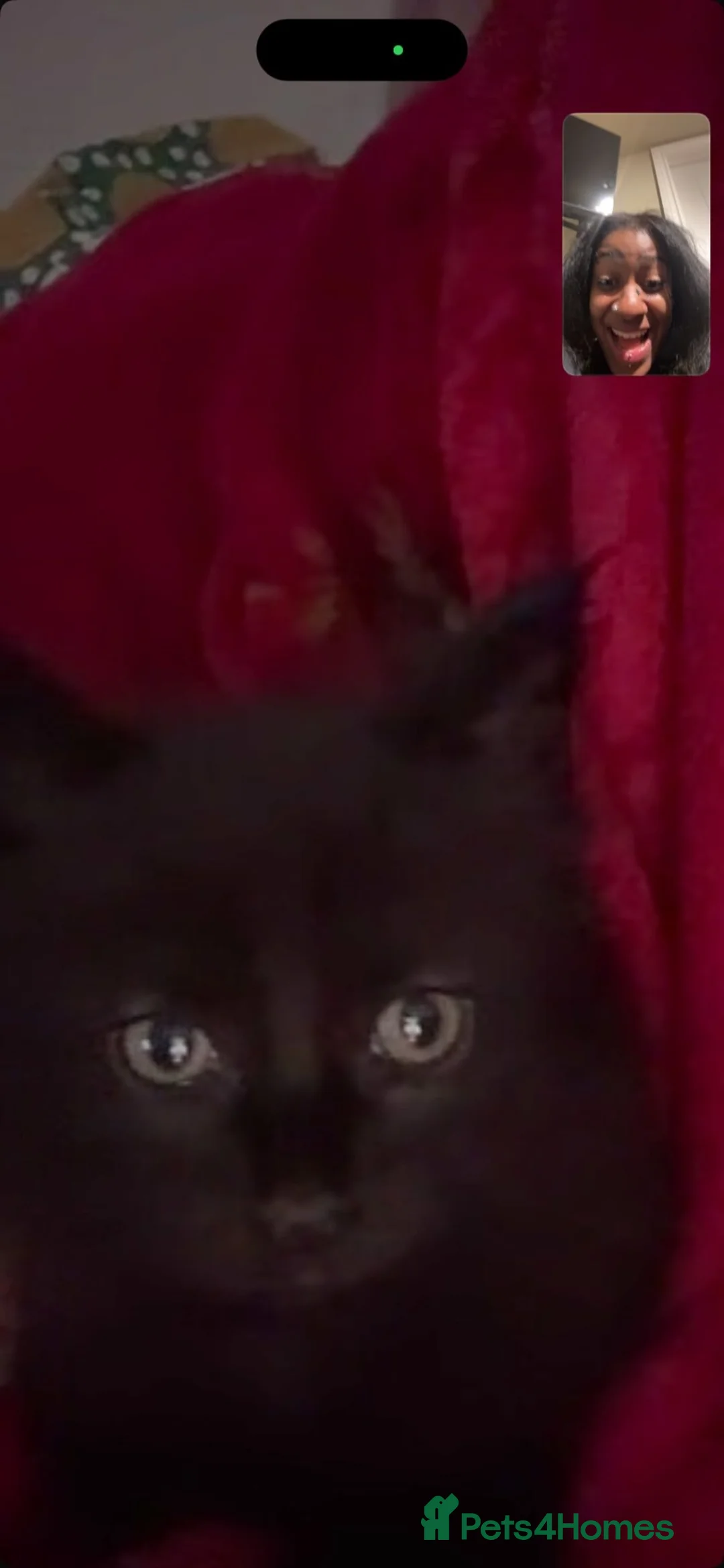 Mixed Breed cats for sale: Lunaa - Advert 4