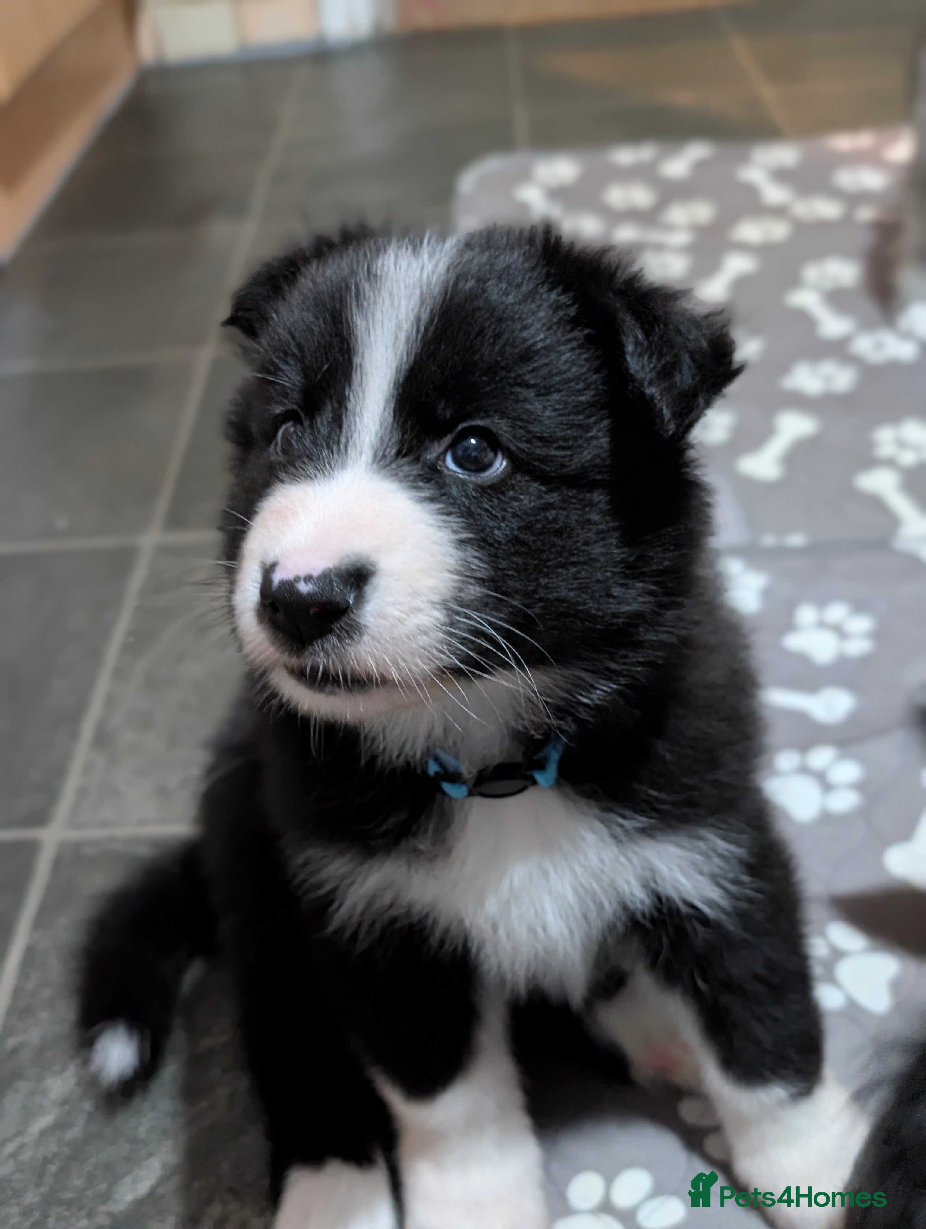 Mixed Breed dogs White Swiss Shepherd x Border Collie x Husky Pups - Advert 8