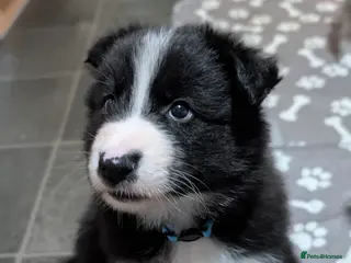 Mixed Breed dogs White Swiss Shepherd x Border Collie x Husky Pups - Advert 8