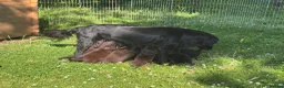 Flat coated Retriever dogs for sale: Gorgeous liver and black Flatcoat Retrievers - Advert 13