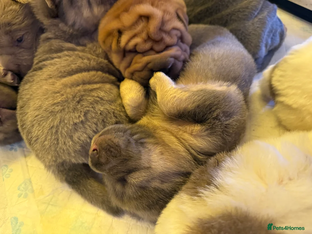 Shar Pei dogs for sale: Tan point bear and brush coat puppies - Advert 20
