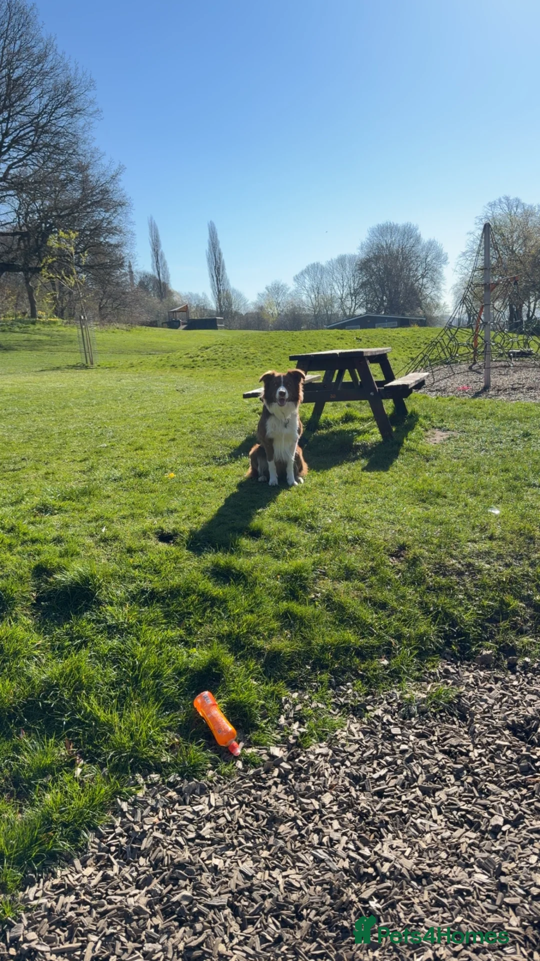Border Collie dogs for stud: Rex the collie  - Advert 2