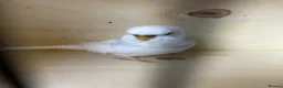 Budgerigars birds for sale: Female budgies  - Advert 7