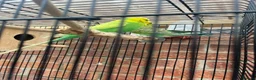 Budgerigars birds for sale: Pair of Budgies with the cage - Advert 5